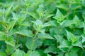 Close-up of fresh green wild nettle