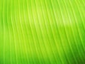 Close up fresh green banaba leaf textured for background Royalty Free Stock Photo