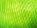 Close up fresh green banaba leaf textured for background