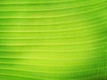 Close up fresh green banaba leaf textured for background