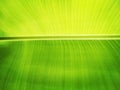 Close up fresh green banaba leaf textured for background Royalty Free Stock Photo