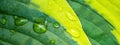 Close up of fresh green yellow Plantain lilies Hosta Asparagaceae, with dew water drop in the morning - Plant leaf background Royalty Free Stock Photo