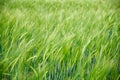 Close up of a fresh, green, young hybrid wheat field in Spring, South-East Europe, with natural afternoon light Royalty Free Stock Photo