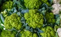 Close up of fresh group of cauliflower white and green