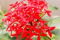 Close up fresh group Red Ixora flower in the garden Royalty Free Stock Photo