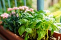 basil growing in balcony box Royalty Free Stock Photo