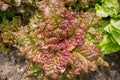 Close-up of fresh growing colorful lettuce in vegetable garden. flowering leaves red and green salad Royalty Free Stock Photo