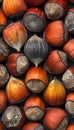 Close-up of Fresh Hazelnuts in Shells on Black Background, Organic Nut Selection Royalty Free Stock Photo