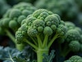 Fresh Detailed Broccoli Close Up Food Still Life Agriculture Royalty Free Stock Photo