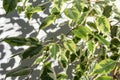 Close-up of fresh and healthy leaves of a home plant. The green leaves of Benjamin\'s ficus are bathed in the sun