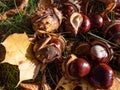 Horse chestnuts (Aesculus hippocastanum). Autumn background with heap of ripe brown horse chestnuts and prickly Royalty Free Stock Photo