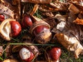 Close-up of fresh horse chestnuts (Aesculus hippocastanum). Autumn background with ripe brown horse chestnut