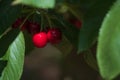 Juicy red cherries on the tree Royalty Free Stock Photo