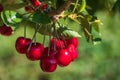 Juicy red cherries on the tree Royalty Free Stock Photo