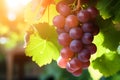 Red grapes hanging in vineyard, Generative AI Royalty Free Stock Photo