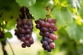 Red grapes hanging in vineyard, Generative AI Royalty Free Stock Photo