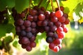 Red grapes hanging in vineyard, Generative AI Royalty Free Stock Photo