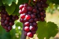 Red grapes hanging in vineyard, Generative AI Royalty Free Stock Photo