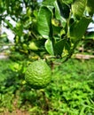 Close-up of fresh kaffir lime with bumpy green skin Royalty Free Stock Photo