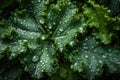 Close up fresh Kale salad leaves with water drops texture. Generative AI