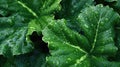 Close up fresh Kale salad leaves with water drops texture. Generative AI