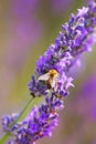 Close-up of fresh lavender