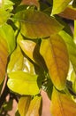 Close-up of fresh leaves of an avocado tree Royalty Free Stock Photo