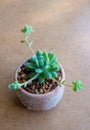 Close-up fresh leaves and bud of succulent plant Graptopetalum Macdougallii