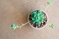 Close-up fresh leaves and bud of succulent plant Graptopetalum Macdougallii