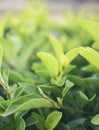 Close up of fresh leaves