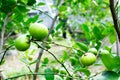 Close up fresh lemon tree. Royalty Free Stock Photo