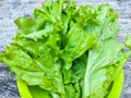 Close up of fresh lettuce leaves