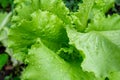 Close up of fresh lettuce leaves with water drops in vegetable garden Royalty Free Stock Photo