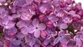 Close up of fresh lilac blossom isolated on white