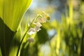 close up of fresh lily of the valley in the forest backlit by the morning sun on a spring day poland lily of the valley in the Royalty Free Stock Photo