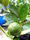 close up of fresh lime fruit, a fresh home garden plant after it rains Royalty Free Stock Photo