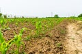 Close up of fresh and  little corn plants on a field, rural corn growing concept Royalty Free Stock Photo
