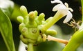 Close up Fresh little noni fruit