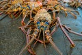 Close up of fresh lobsters of santa cruz in market seafood photographed in fish market, galapagos Royalty Free Stock Photo