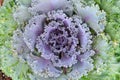 Close up of fresh long lived cabbage Royalty Free Stock Photo