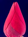 Close up fresh looking pink rosebud. Valentine`s day concept, blue background