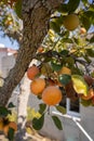 Close-up of fresh lotus or persimmon fruit hanging on a tree branch Royalty Free Stock Photo