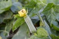 Fresh Luffa aegyptiaca plant in nature garden