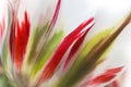 Close-up of fresh lush white transparent tulip petals with red and light green details and streaks