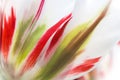 Close-up of fresh lush white transparent tulip petals with red and light green details and streaks