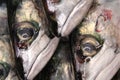 Fresh mackerel fish close up at the market Royalty Free Stock Photo