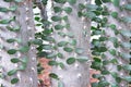 Fresh madagascar ocotillo or green alluaudia procera in nature botany garden , trunk of cactus with green leaf patterns