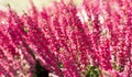 Close up of fresh magenta or pink Calluna vulgaris flowers blossom in botany with sunlight.Shrub ling or heather floral in autumn