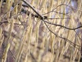 Close up of fresh male hanging flower catkins of hazel bush Corylus avellana