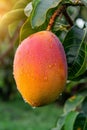 Close up of fresh mango fruit on tree with dew drops, ideal for banner with copy space Royalty Free Stock Photo